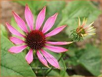 Echinacea purpurea &#39;Ruby Giant&#39;