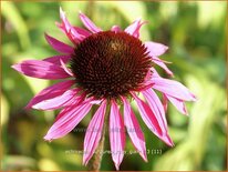 Echinacea purpurea &#39;Ruby Giant&#39;
