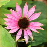 Echinacea purpurea &#39;Ruby Giant&#39;