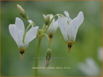 Dodecatheon meadia &#39;Album&#39;