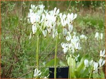 Dodecatheon meadia &#39;Album&#39;
