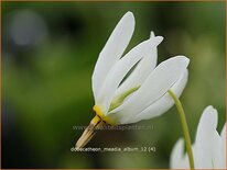 Dodecatheon meadia &#39;Album&#39;