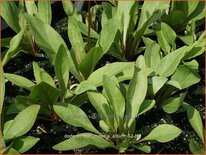 Dodecatheon meadia &#39;Album&#39;