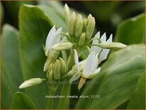 Dodecatheon meadia &#39;Album&#39;