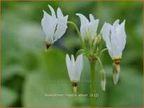 Dodecatheon meadia &#39;Album&#39;