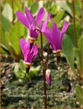 Dodecatheon pulchellum &#39;Red Wings&#39;