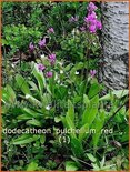 Dodecatheon pulchellum &#39;Red Wings&#39;