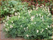 Dicentra formosa 'Aurora'