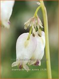 Dicentra formosa 'Aurora'