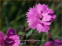 Dianthus gratianopolitanus &#39;Eydangeri&#39;