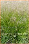 Deschampsia cespitosa &#39;Bronzeschleier&#39;