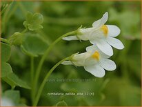 Cymbalaria pallida 'Alba'