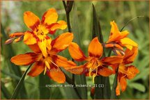 Crocosmia 'Emily McKenzie'
