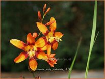 Crocosmia 'Emily McKenzie'