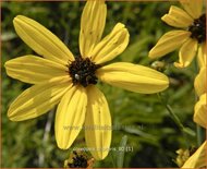 Coreopsis tripteris