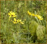 Coreopsis tripteris