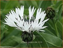 Centaurea montana &#39;Alba&#39;