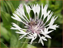 Centaurea montana &#39;Alba&#39;