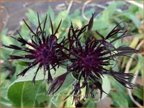 Centaurea montana 'Jordy'