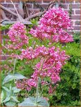 Centranthus ruber &#39;Coccineus&#39;