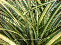 Carex oshimensis 'Evergold'