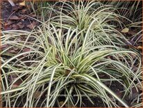 Carex oshimensis 'Evergold'