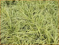 Carex oshimensis 'Evergold'