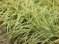 Carex oshimensis 'Evergold'