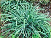 Carex laxiculmis &#39;Bunny Blue&#39;