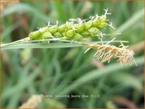 Carex laxiculmis &#39;Bunny Blue&#39;