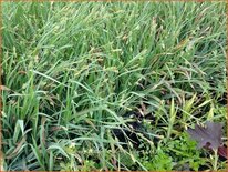 Carex laxiculmis &#39;Bunny Blue&#39;