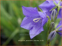 Campanula persicifolia &#39;Coerulea&#39;