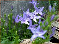Campanula garganica