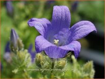 Campanula lactiflora &#39;Prichard&#39;s Variety&#39;