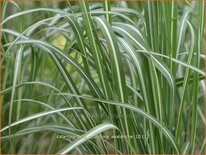 Calamagrostis acutiflora &#39;Avalanche&#39;