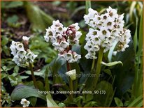 Bergenia 'Bressingham White'