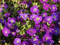 Aubrieta 'Kitte'