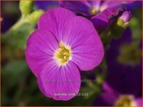 Aubrieta 'Kitte'