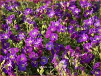 Aubrieta 'Kitte'