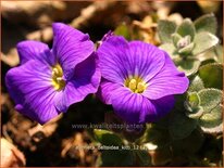 Aubrieta 'Kitte'
