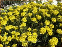 Aurinia saxatilis &#39;Goldkugel&#39;