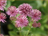 Astrantia major 'Roma'