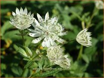 Astrantia major 'Snow Star'