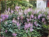 Astilbe chinensis 'Pumila'