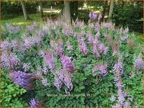 Astilbe chinensis 'Pumila'