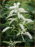Astilbe 'Deutschland'