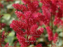Astilbe 'Fanal'