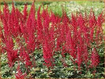 Astilbe 'Fanal'
