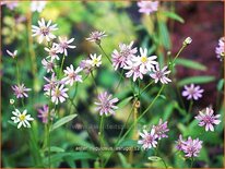 Aster rugulosus 'Asrugo'