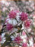 Aster lateriflorus 'Prince'